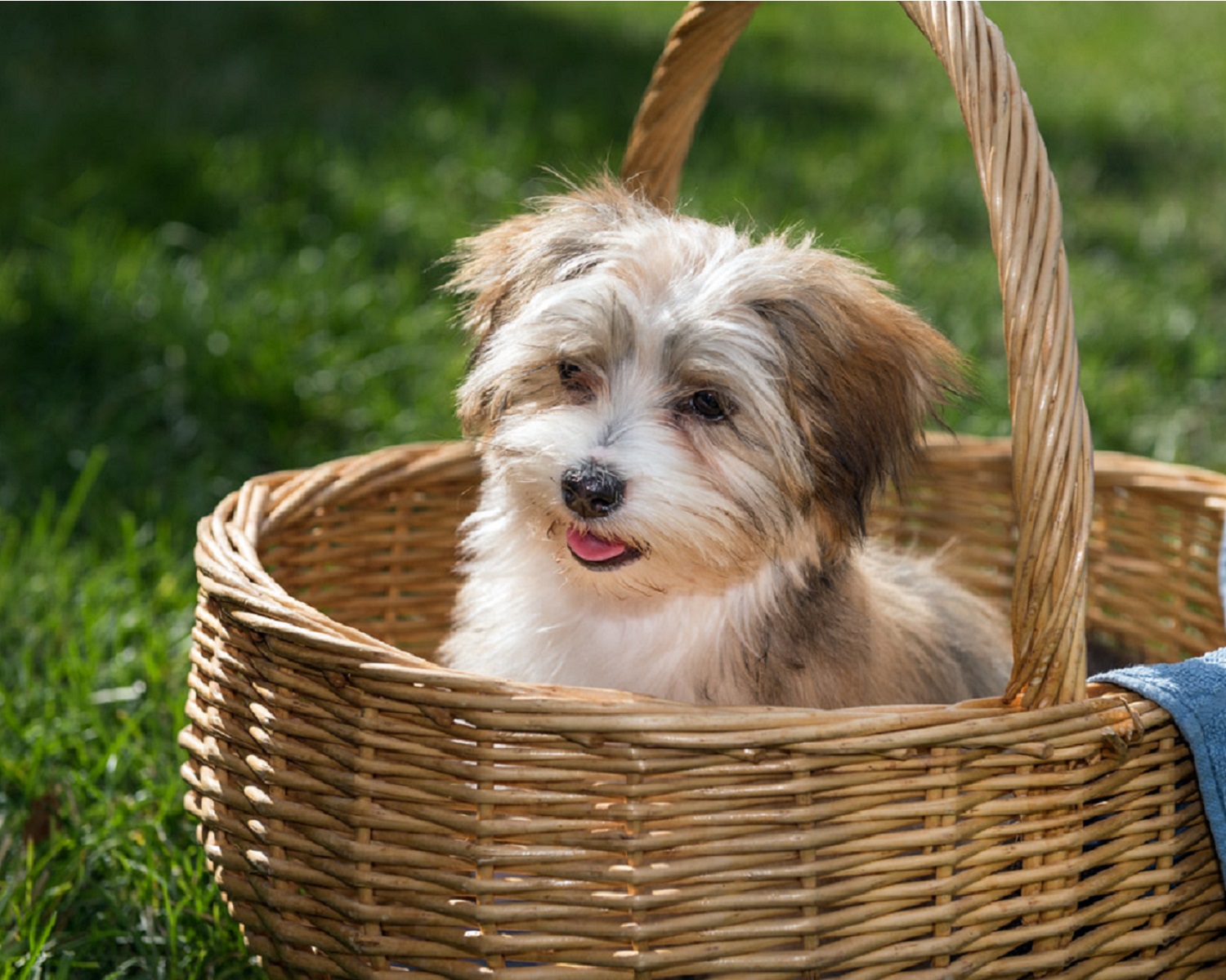 Havanese In Basket