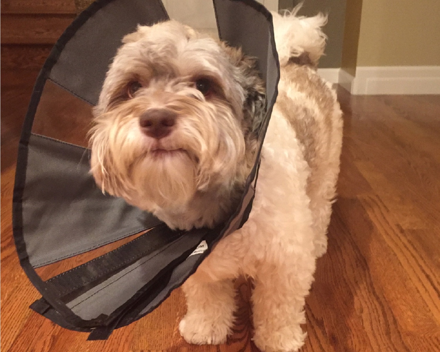 Havanese In Basket