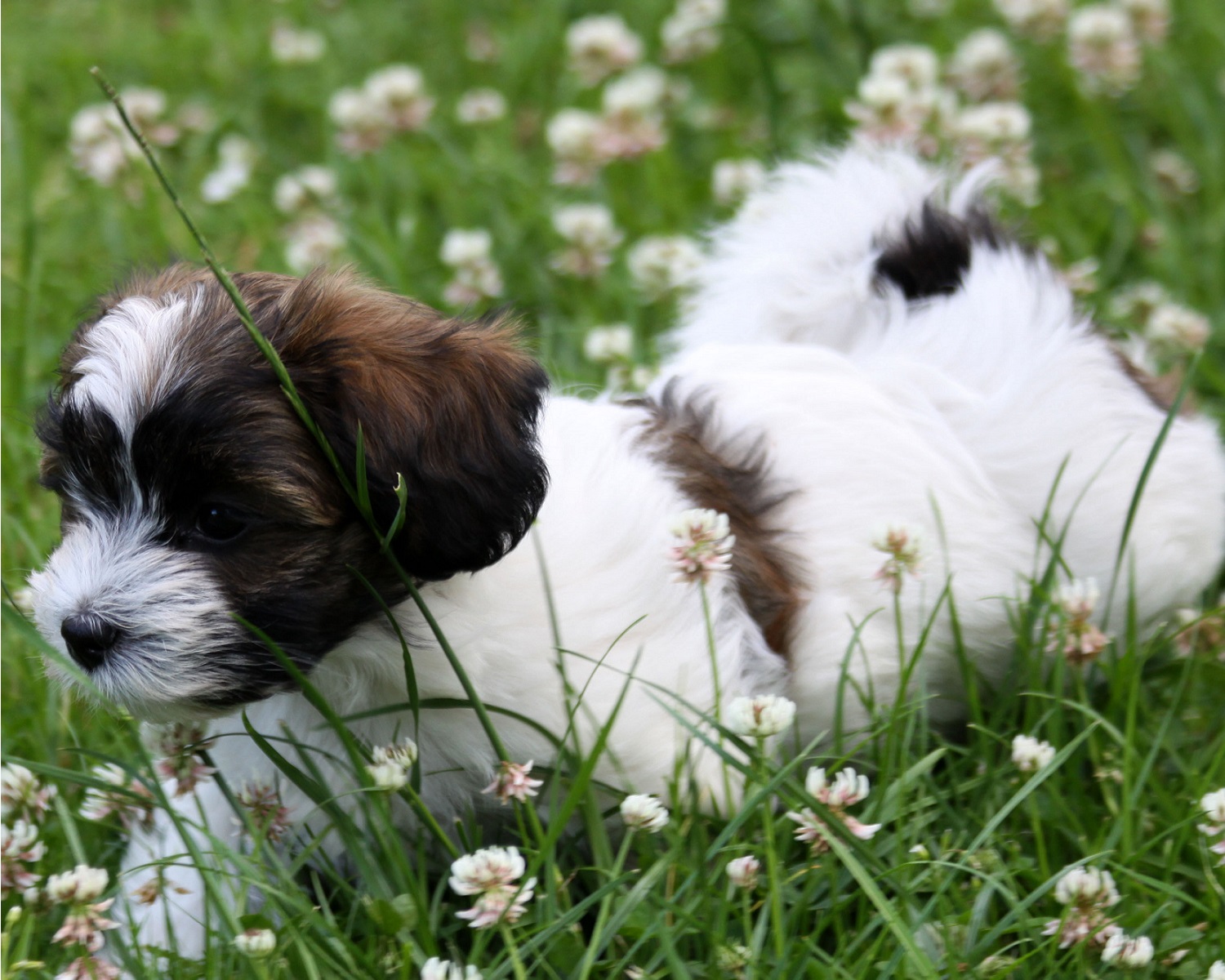 Havanese In Flowers