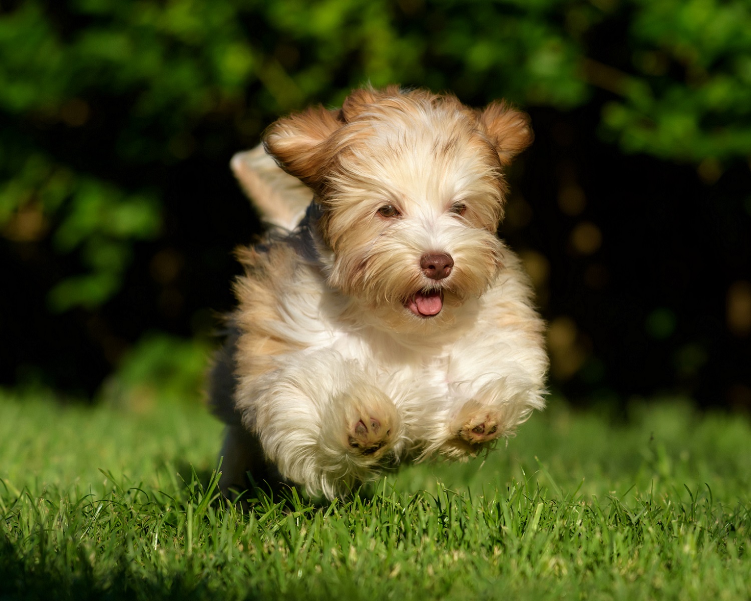 Running Havanese